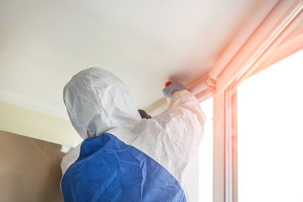 Professional Mold Removal Services in Avon, CO